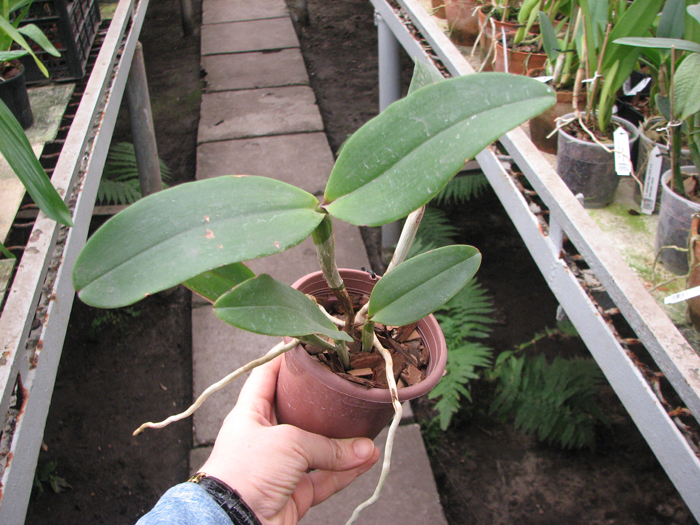Cattleya amethystoglossa dark spots x sib.jpg