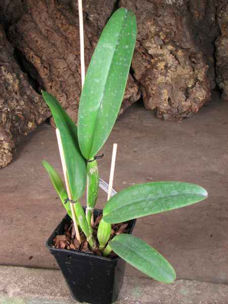 Cattleya labiata amoena 'Preciosa' (Z-8) x Cattleya labiata alba 'Cisne Branco' (Z-268).jpg