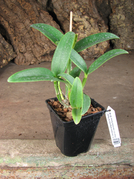 Cattleya intermedia sanguinea 'do Padre Vitus' x Cattleya intermedia flamea 'BF-96'.jpg