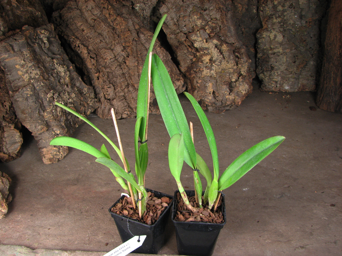 Cattleya trianae alba XXXX x Cattleya trianae amoena 'Rainha'.jpg