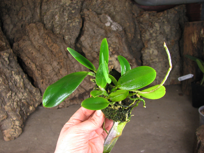 Laelia pumila 'Topazio Vermelho' (Z-71) x Laelia pumila 'Granada'.jpg