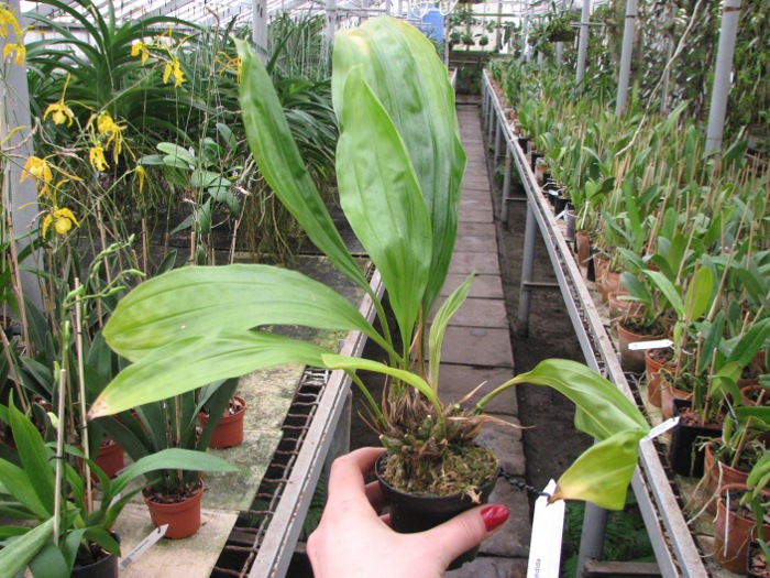 Stanhopea candida.JPG
