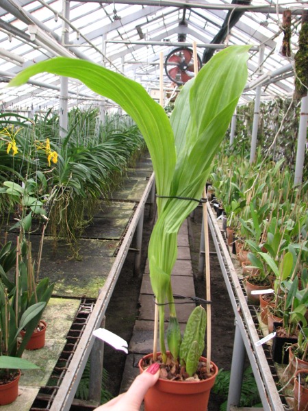 Lycaste Fire Bird.JPG