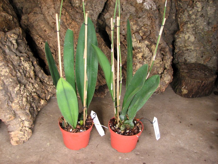 Psychopsis Mariposa alba.JPG