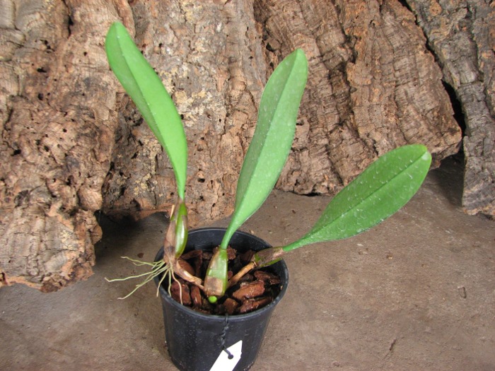 Bulbophyllum rothschildianum.JPG