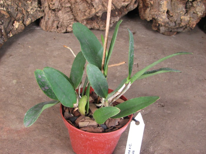 Cattleya schilleriana x Cattleya Peckhaviensis.JPG