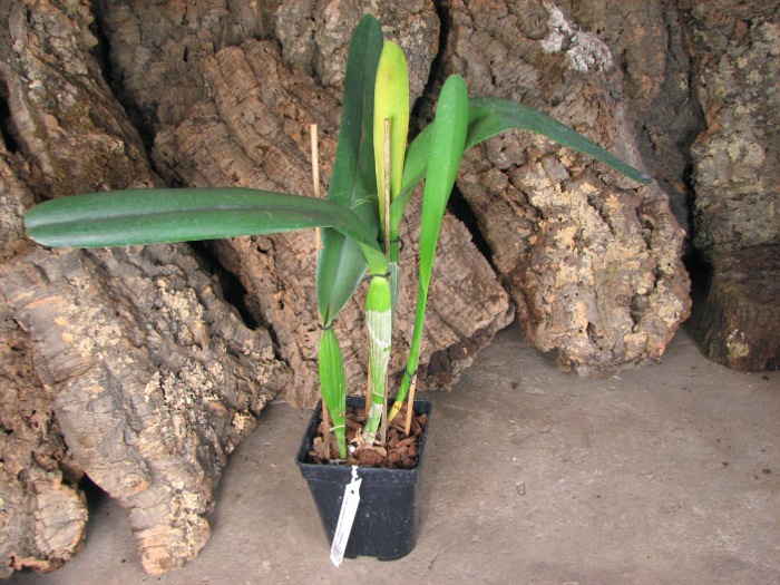 Laelia purpurata (Anelata 'Adans' x Anelata).JPG