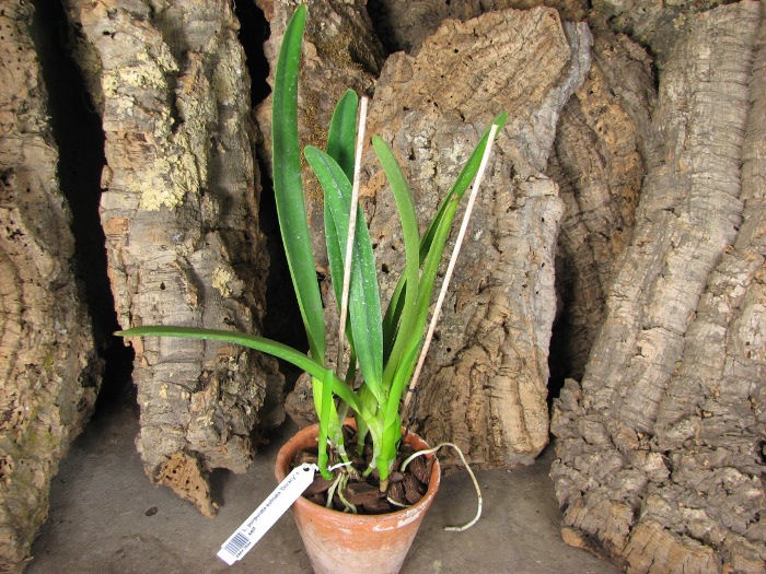 Laelia purpurata estriata 'Doracy' x self.JPG