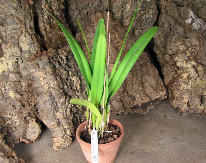 Laelia purpurata roxo-violeta x self.JPG