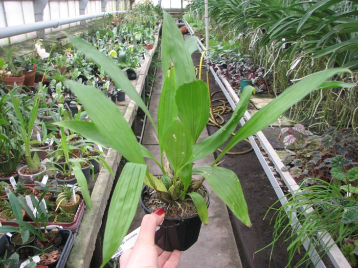 Gongora horichiana.JPG
