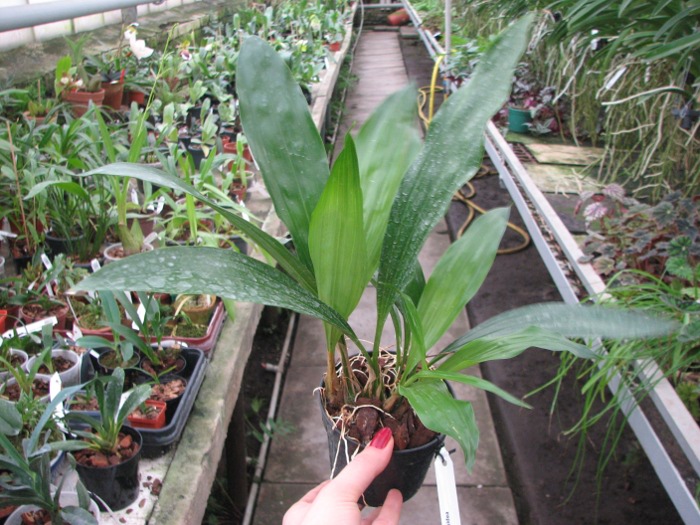Gongora cassidea .JPG