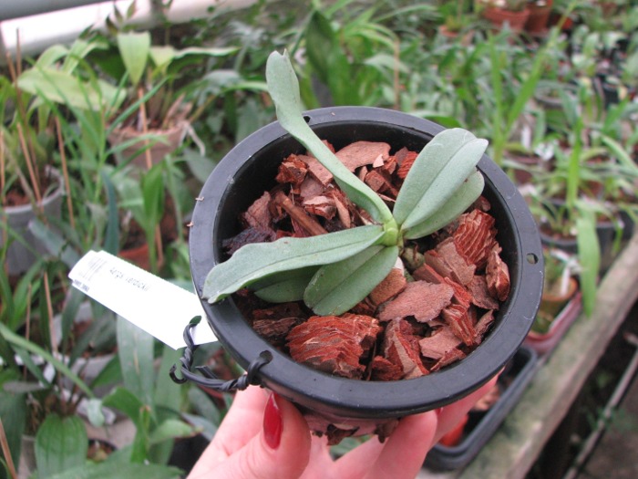 Aerangis verdickii.JPG