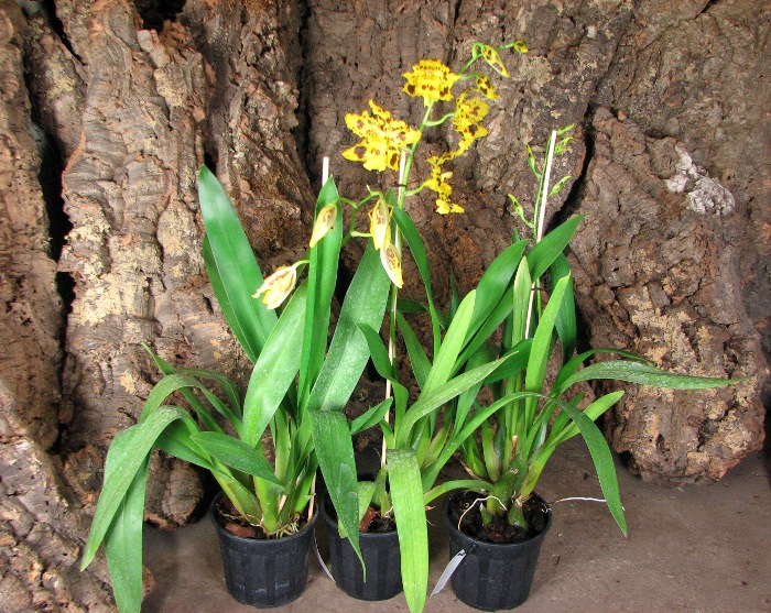 Odontocidium Yellow Tiger.JPG