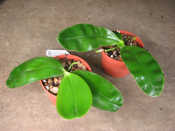 Phalaenopsis Samera 'Blue'.JPG