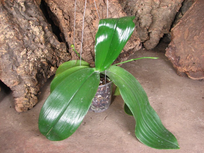 Phalaenopsis David Lim (P. amboinensis x P. gigantea).JPG