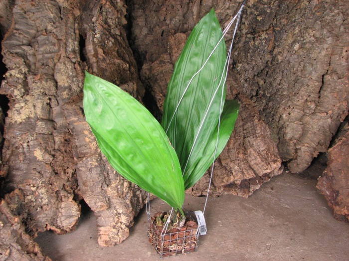 Stanhopea candida.JPG