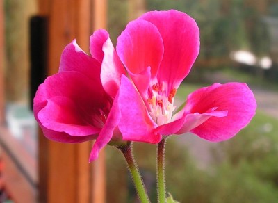 pelargonia_2_sm.jpg