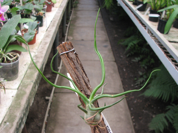 Tillandsia bulbosa.jpg