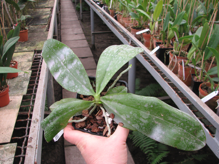 Phalaenopsis violacea 'Red'.jpg