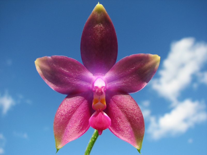 Phalaenopsis Jennifer Palermo x Phalaenopsis LD's Bear Queen.jpg