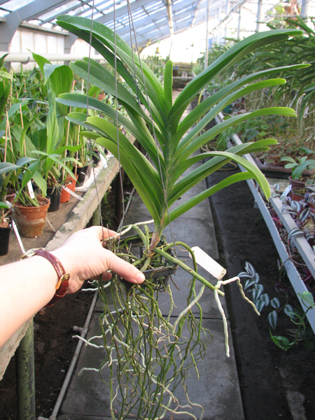 Vanda Manuvadee Pink.jpg