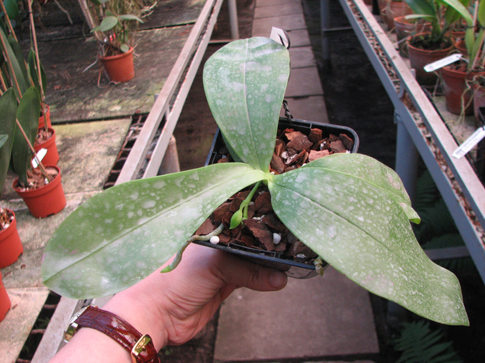 Phalaenopsis violacea 'Red'.jpg