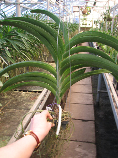Vanda Pranermprai x Vanda Patcharee's Delight.jpg