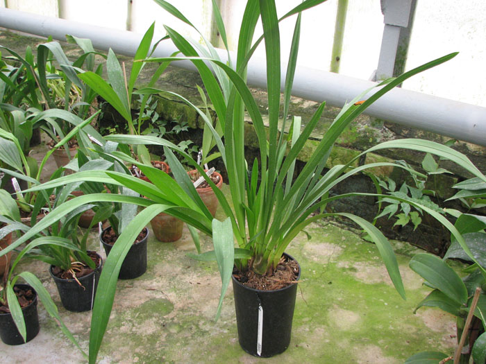 Cymbidium Kiwi Midnight.jpg