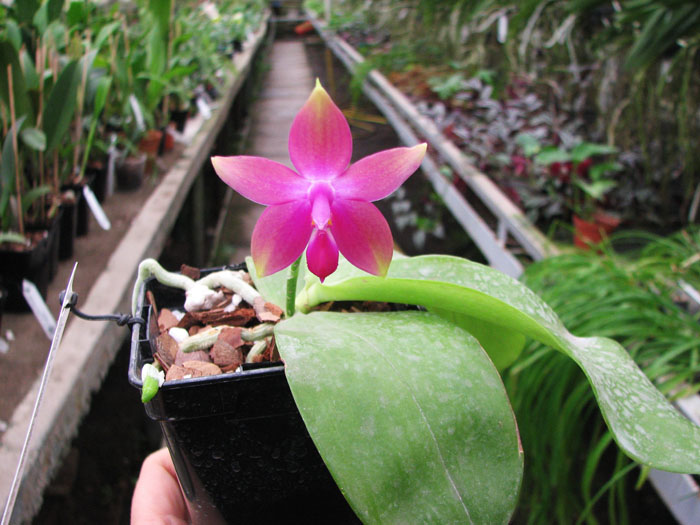 Phalaenopsis Jennifer Palermo x Phalaenopsis LD's Bear Queen.jpg