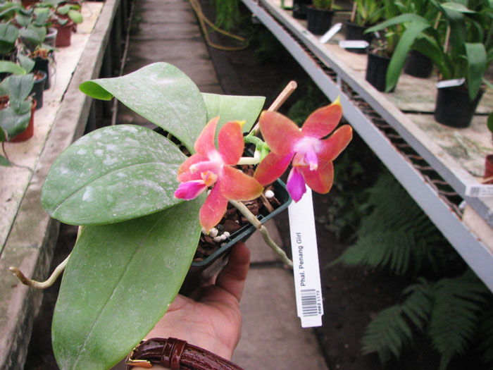 Phalaenopsis Penang Girl.jpg