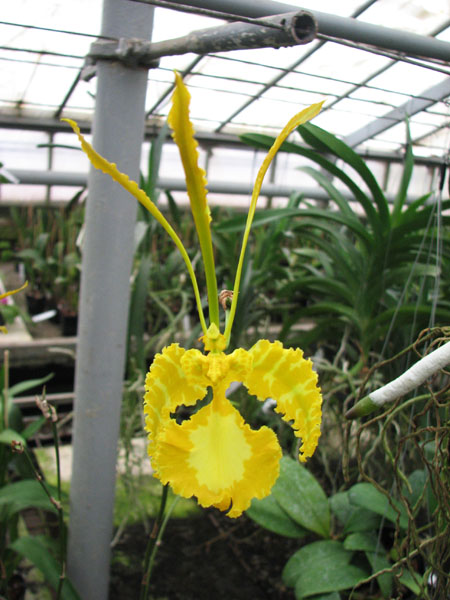 Psychopsis Mariposa alba.jpg