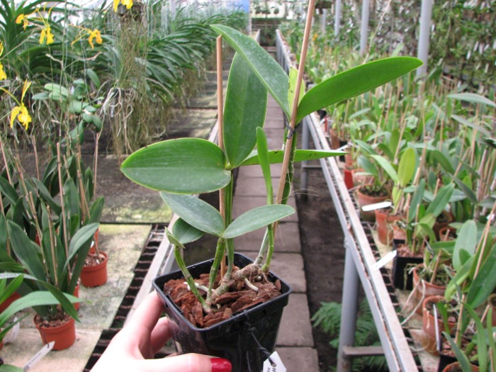 Cattleya intermedia sanguinea 'do Padre Vitus' x Cattleya intermedia flamea 'BF-96'.JPG