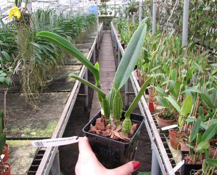 Cattleya percivaliana carnea x SELF.JPG