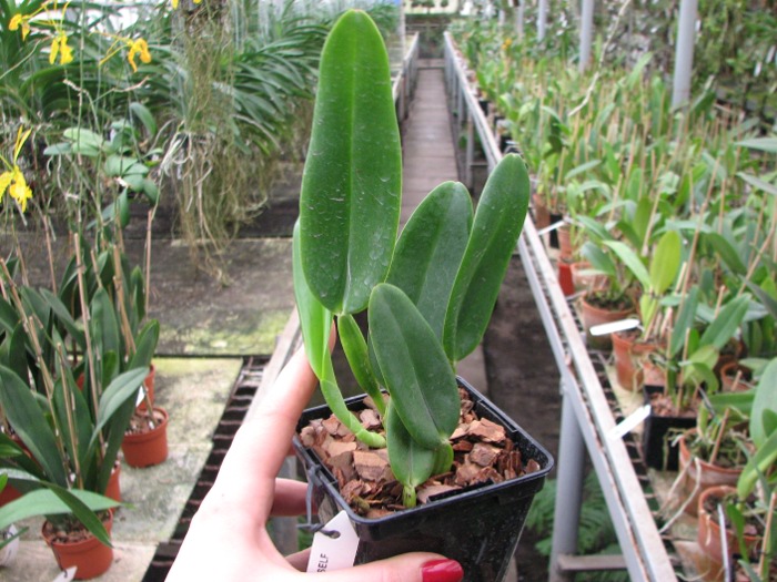 Cattleya warneri concolor x SELF.JPG
