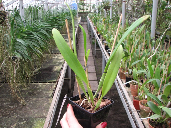 Cattleya eldorado concolor punctata 'Bela' x SELF.JPG