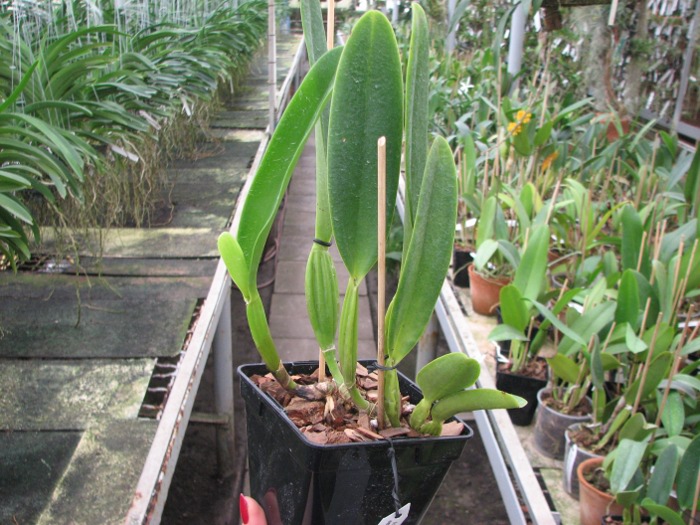 Cattleya trianae tipo 'Giant' x Cattleya trianae (Rolf Altenburg x Vitoria Castro).JPG