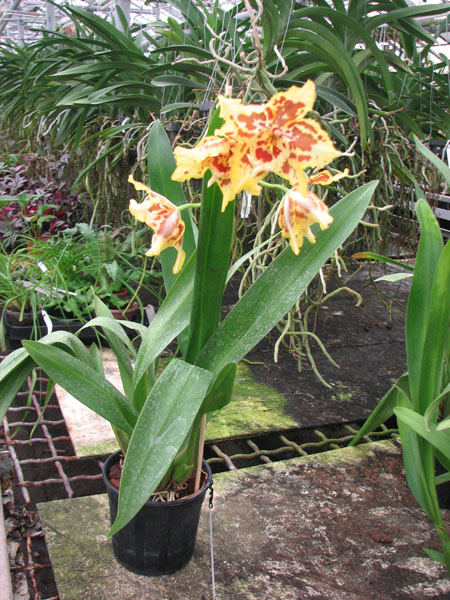 Wilsonara Quedlingburg.jpg