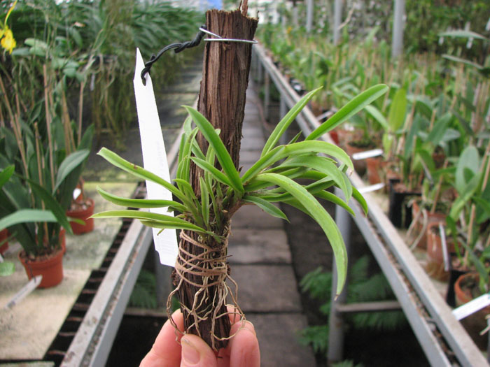 Oncidium (Tolumnia) Midas.jpg