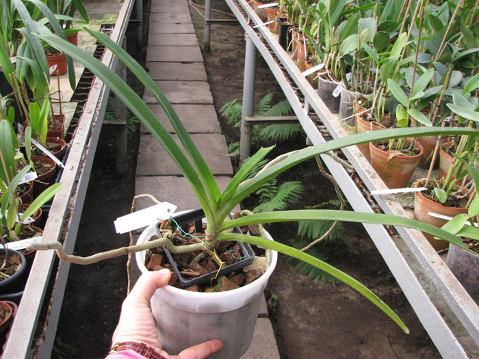Rhynchostylis retusa spot.jpg