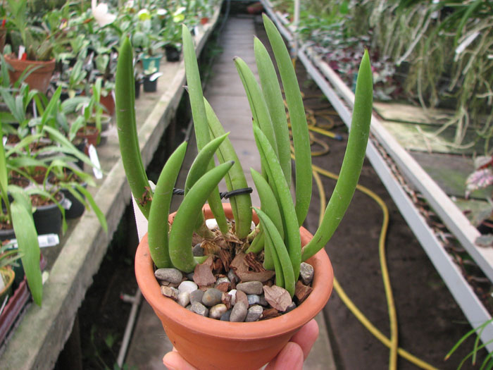 Pleurothallis teres.jpg
