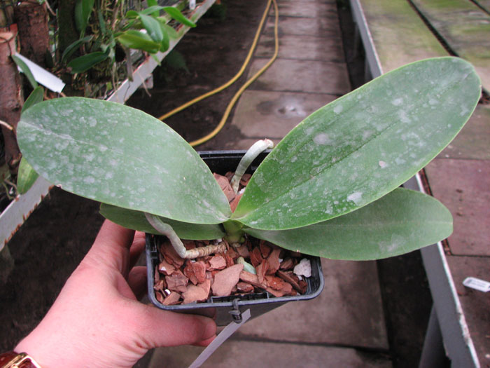 Phalaenopsis Natasha 'Aiko'.jpg