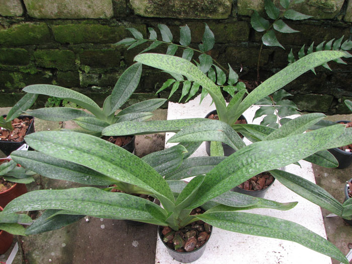 Paphiopedilum sukhakulii x kolopakingii.jpg