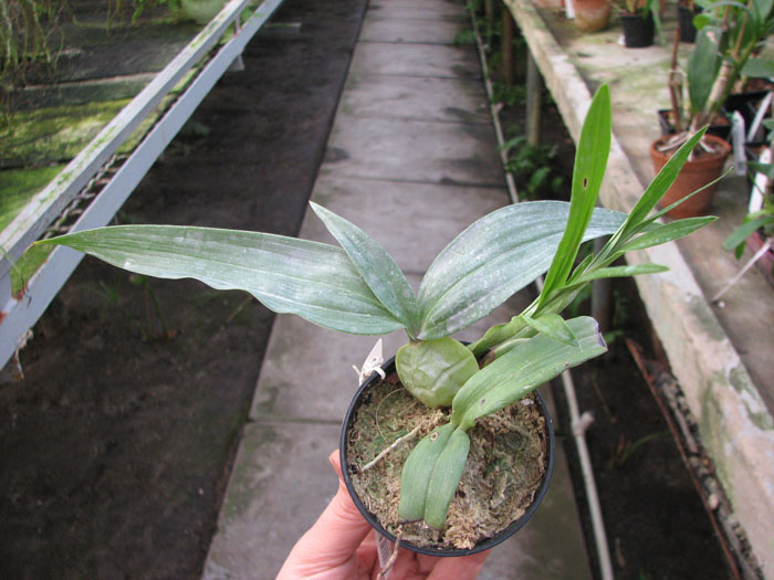 Lycaste dyeriana.jpg