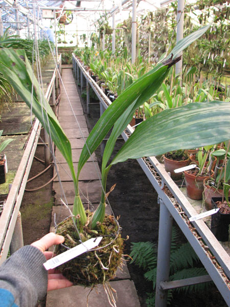 Gongora portentosa.jpg