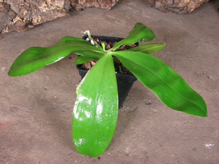 Phalaenopsis Samera 'Red'.JPG