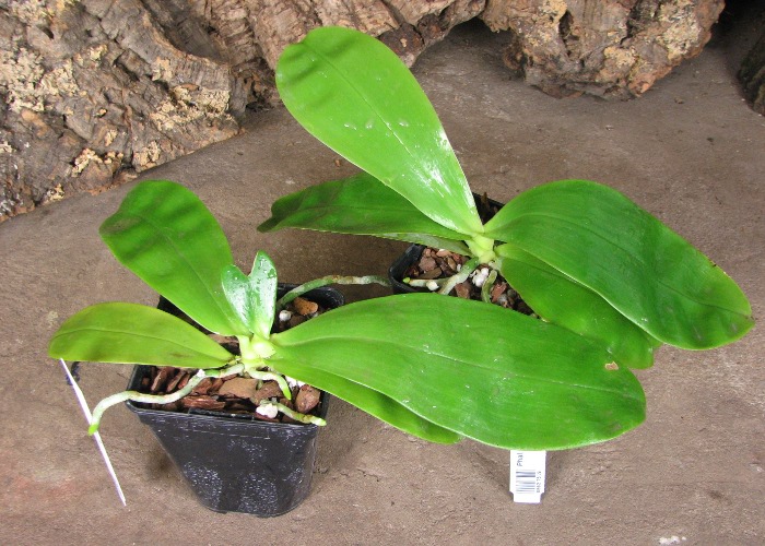Phalaenopsis violacea 'Red'.JPG