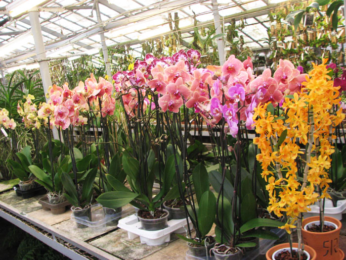 Phalaenopsis hybrid mix.jpg
