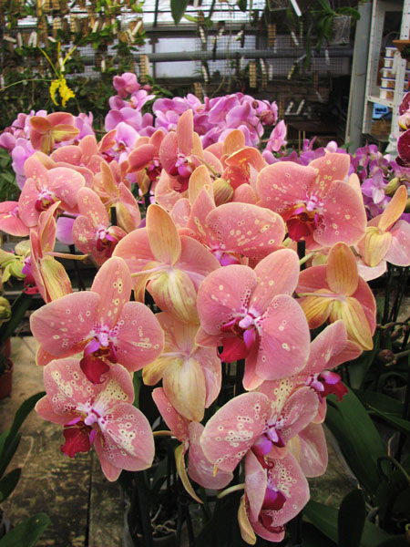 Phalaenopsis hybrid mix.jpg