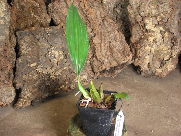 Bifrenaria tyrianthina trilabelo x Bifrenaria tyrianthina escura-flamea (SC).JPG