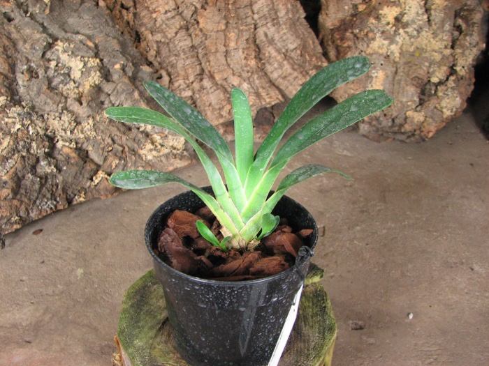 Angraecum magdalenae.JPG